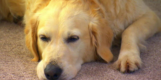 5:20 PM: Peataichean/Pets (S1 E11) (S1) | BBC Alba | 2/25 2026