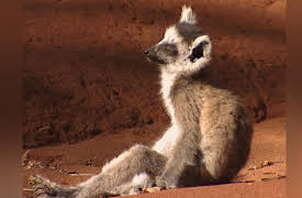 Lemur Street: Gizmo's Fate