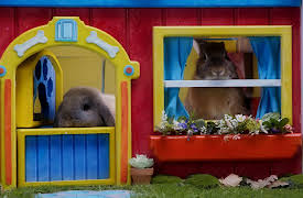 Mittens and Pants: Portrait of a Puppy