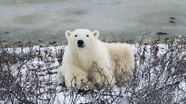 7:00 PM: Operation Arctic with Simon Reeve (S1 E2) (S1) | Yesterday | 3/27 2026