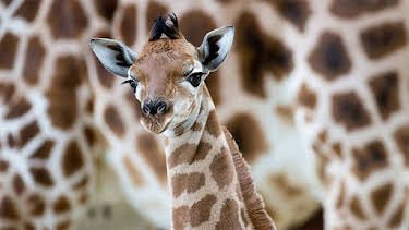 07:00: Panda, Gorilla & Co. (1) | RBB Fernsehen | 4/4 2026