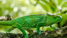 Madagaskar oder der große Karneval der Chamäleons