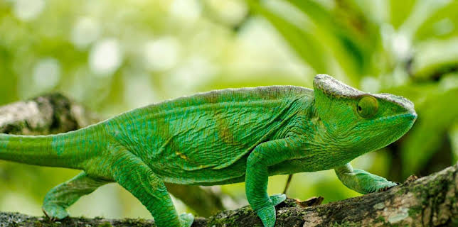 16:55: Madagaskar oder der große Karneval der Chamäleons | Arte | 1/23 2026