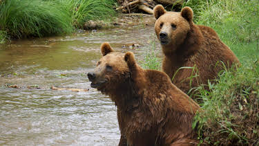 05:15: Project Grizzly (S1 E4) (S1) | Animal Planet | 4/13 2026