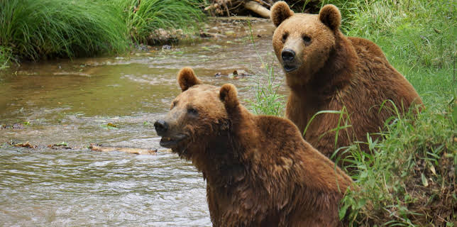 06:50: Project Grizzly (S1 E4) (S1) | Animal Planet | 2/5 2026