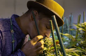 The Business of Drugs: Cannabis