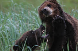 Deadly Islands:  Gråbjørneøen
