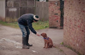 6 Puppies And Us: Episode 1