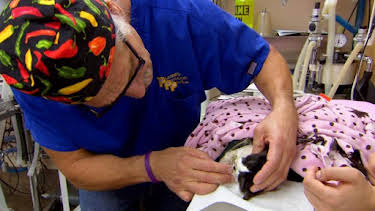 2:00 PM: Dr. Jeff: Rocky Mountain Vet (S2) | Discovery Channel | 7/20 2026
