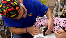 Dr. Jeff: Rocky Mountain Vet