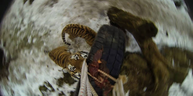 06:30: Dyrepasserne | TV 2 | 11/18 2025