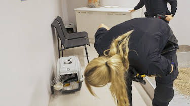 20:00: Gränsbevakarna Sverige (S8 E8) (S8) | Kanal 5 | 4/14 2026