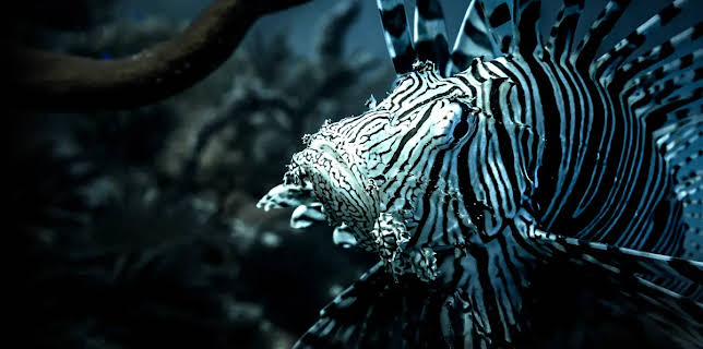 Lionfish (2023)
