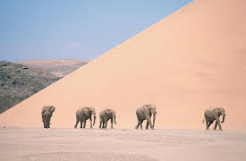 Planet Earth Season 1 (Narrator - David Attenborough): Deserts (Narrator - David Attenborough)