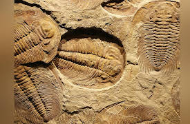 Introduction to Paleontology: Arthropod Rule on Planet Earth