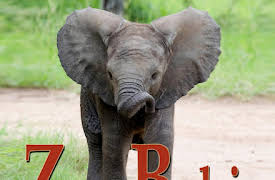 Zoo Babies: German Zoo