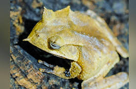 Secrets of the Rainforest: Frog Rescue