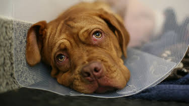 2:00 PM: The Supervet: Noel Fitzpatrick (S7 E5) (S7) | W | 12/27 2025