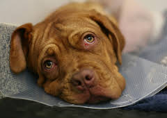 The Supervet: Noel Fitzpatrick