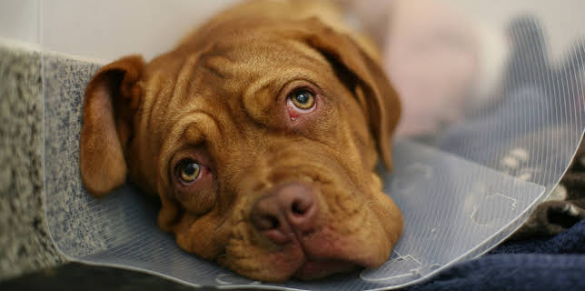 1:00 PM: The Supervet: Noel Fitzpatrick (S7 E5) (S7) | W | 2/22 2026