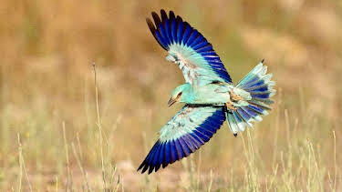 18:35: Das Donaudelta | Arte | 4/22 2026