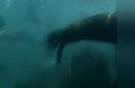 Ultimate Animal Countdown Season 1: Lethal Weapons