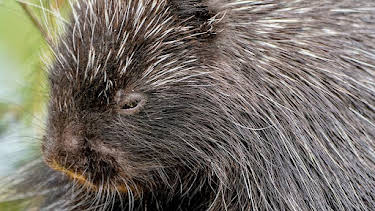 9:30 AM: Animal Park | BBC One | 4/7 2026