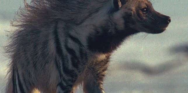 Tale of the Tides (2019)