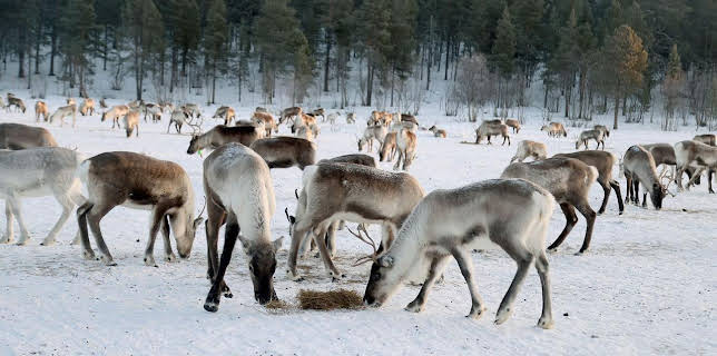 18:35: Abenteuer Schweden | Arte | 1/16 2026
