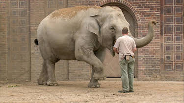 10:35: Elefant, Tiger & Co. (413) | MDR Fernsehen | 7/3 2026