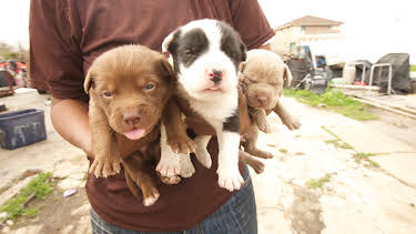 08:40: Pit Bulls & Parolees (S4 E3) (S4) | Animal Planet | 12/27 2025