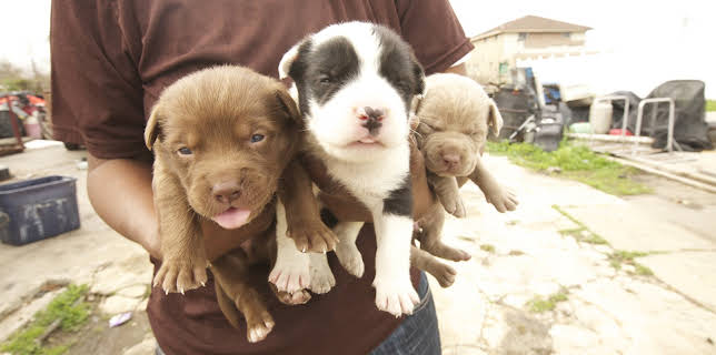 15:00: Pit Bulls & Parolees (S4 E3) (S4) | Animal Planet | 12/12 2025