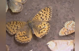 Antiques Road Trip, Season 1: Philip Serrell and Charles Hanson, Day 5