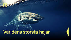 Världens största hajar