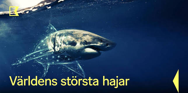 21:00: Världens största hajar | Kunskapskanalen | 1/17 2026