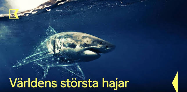 Världens största hajar