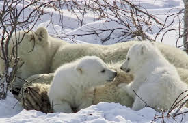 discovery+ Immersions, Season 1: Polar Bear Naptime