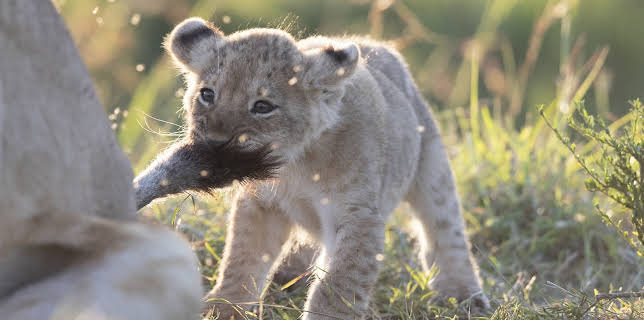06:50: Big Cat Tales (S2 E2) (S2) | Animal Planet | 11/25 2025