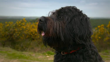 11:00 PM: The Supervet: Noel Fitzpatrick (S5 E20) (S5) | W | 3/9 2026