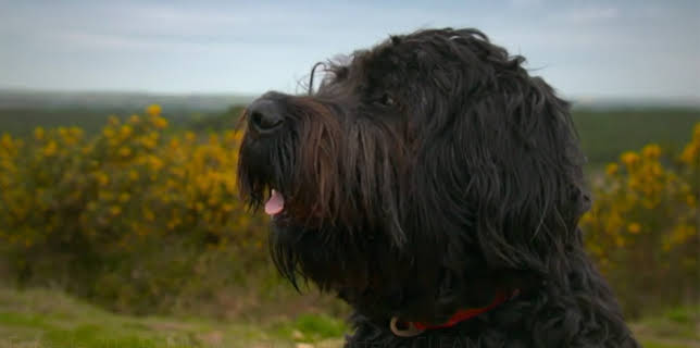 4:00 PM: The Supervet: Noel Fitzpatrick (S5 E20) (S5) | W | 11/23 2025