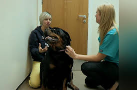 It's A Vet's Life: Episode 13