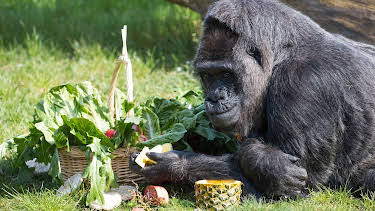 17:05: Panda, Gorilla & Co. | RBB Fernsehen | 7/7 2026