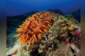 Life in the World's Oceans: Beaches, Estuaries, and Coral Reefs