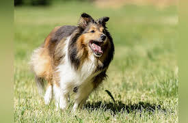 Breed All About It: Shetland Sheepdog
