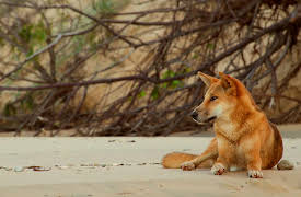 Animal Instincts: A Family Bond