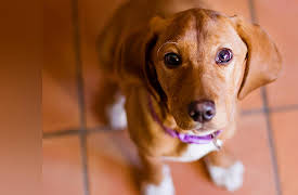 Dog Training 101: Getting the Behavior: Training Mechanics