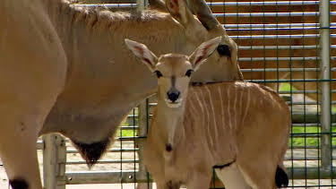 17:10: Seehund, Puma & Co. | Radio Bremen | 4/15 2026