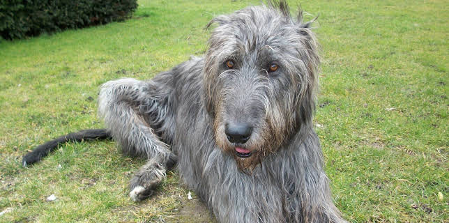 16:00: Dogs 101 (S3 E1) (S3) | Animal Planet | 12/14 2025