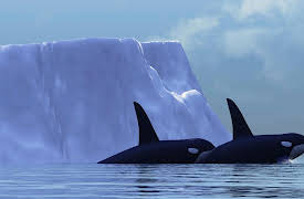 Polar Explorations: Marine Mammals, from Whales to Walruses