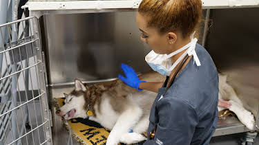 12:15: The Vet Life (S3 E14) (S3) | Animal Planet | 12/29 2025